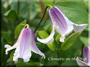 Clematis photograph