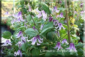 Clematis photograph