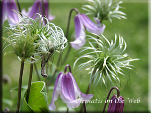 Clematis photograph