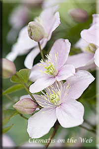 Clematis photograph