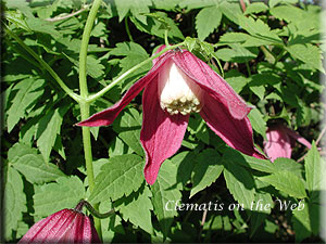 Clematis photograph