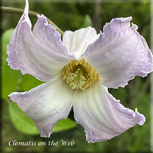 Clematis photograph