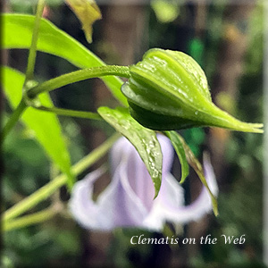 Clematis photograph