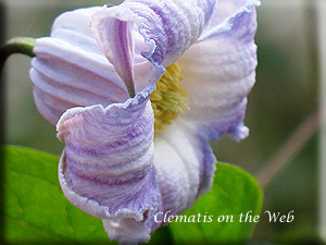 Clematis photograph