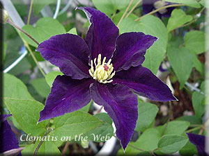 Clematis photograph