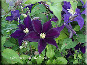 Clematis photograph