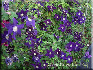 Clematis photograph