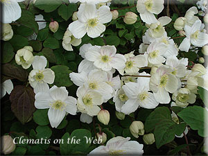 Clematis photograph