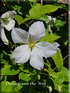 Clematis photograph