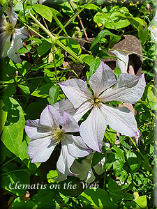 Clematis photograph