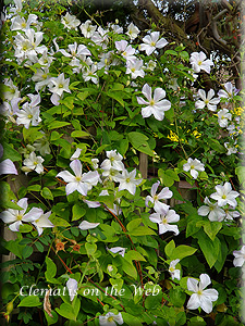 Clematis photograph