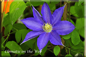 Clematis photograph