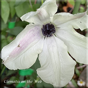 Clematis photograph