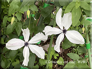 Clematis photograph