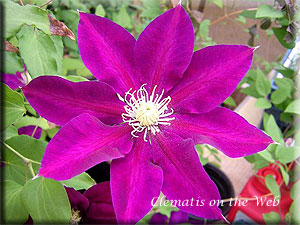 Clematis photograph