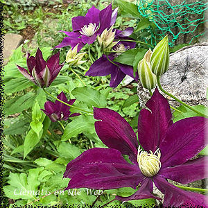 Clematis photograph