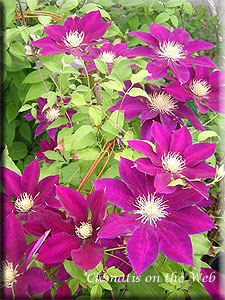 Clematis photograph