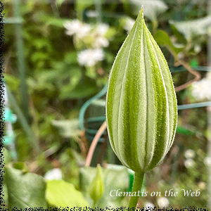 Clematis photograph