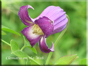 Clematis photograph