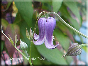 Clematis photograph