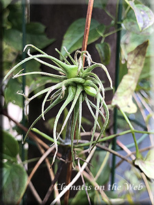 Clematis photograph