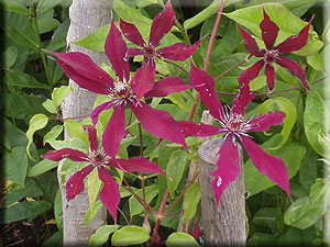 Clematis photograph