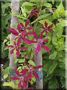 Clematis photograph