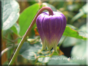 Clematis photograph