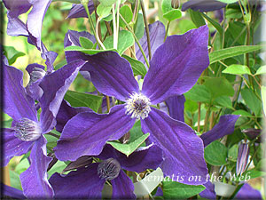 Clematis photograph