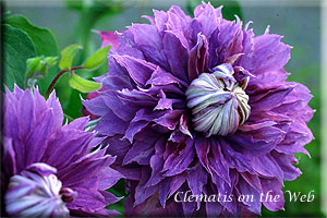 Clematis photograph