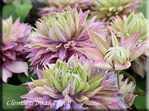 Clematis photograph