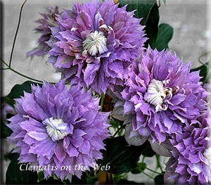 Clematis photograph