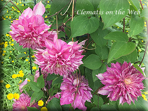 Clematis photograph