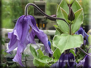 Clematis photograph