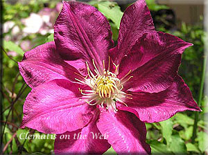 Clematis photograph