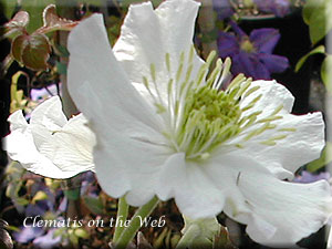 Clematis photograph