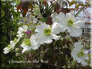 Clematis photograph