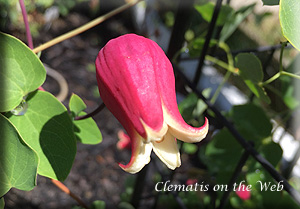 Clematis photograph