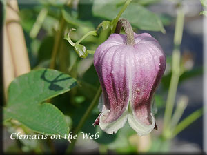 Clematis photograph