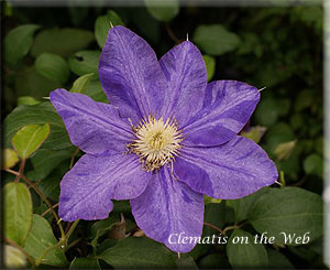 Clematis photograph