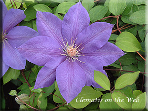 Clematis photograph