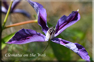 Clematis photograph