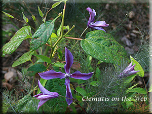 Clematis photograph