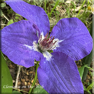 Clematis photograph