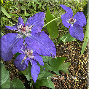 Clematis photograph