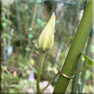 Clematis photograph