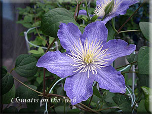 Clematis photograph