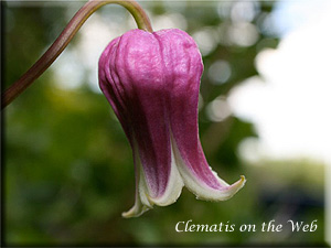 Clematis photograph