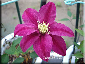 Clematis photograph