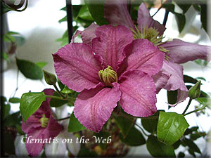 Clematis photograph